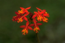 Feuer-Stern-Orchidee