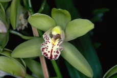 Cymbidium-Orchidee