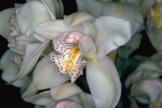 Cymbidium Blüten