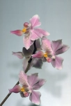 Phalaenopsis Wiganiae