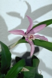 Cattleya forbesii