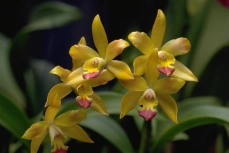 Cattleya-Orchidee