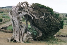 Wacholderbaum (Juniperus phoenicea)