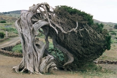 Wacholderbaum (Juniperus phoenicea)