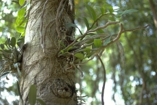 orch-baum-2