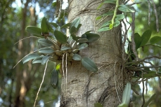orchbaum