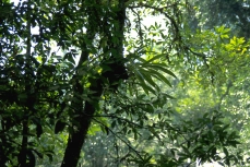 Orchideenbaum