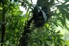 Orchideenbaum
