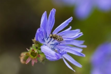 Hainschwebfliege