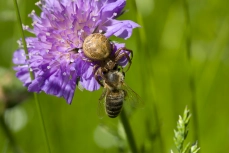 Krabbenspinne
