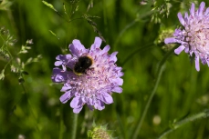 Wiesenhummel