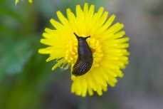 Nacktschnecke